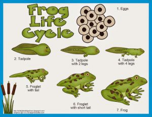 frog life cycle poster
