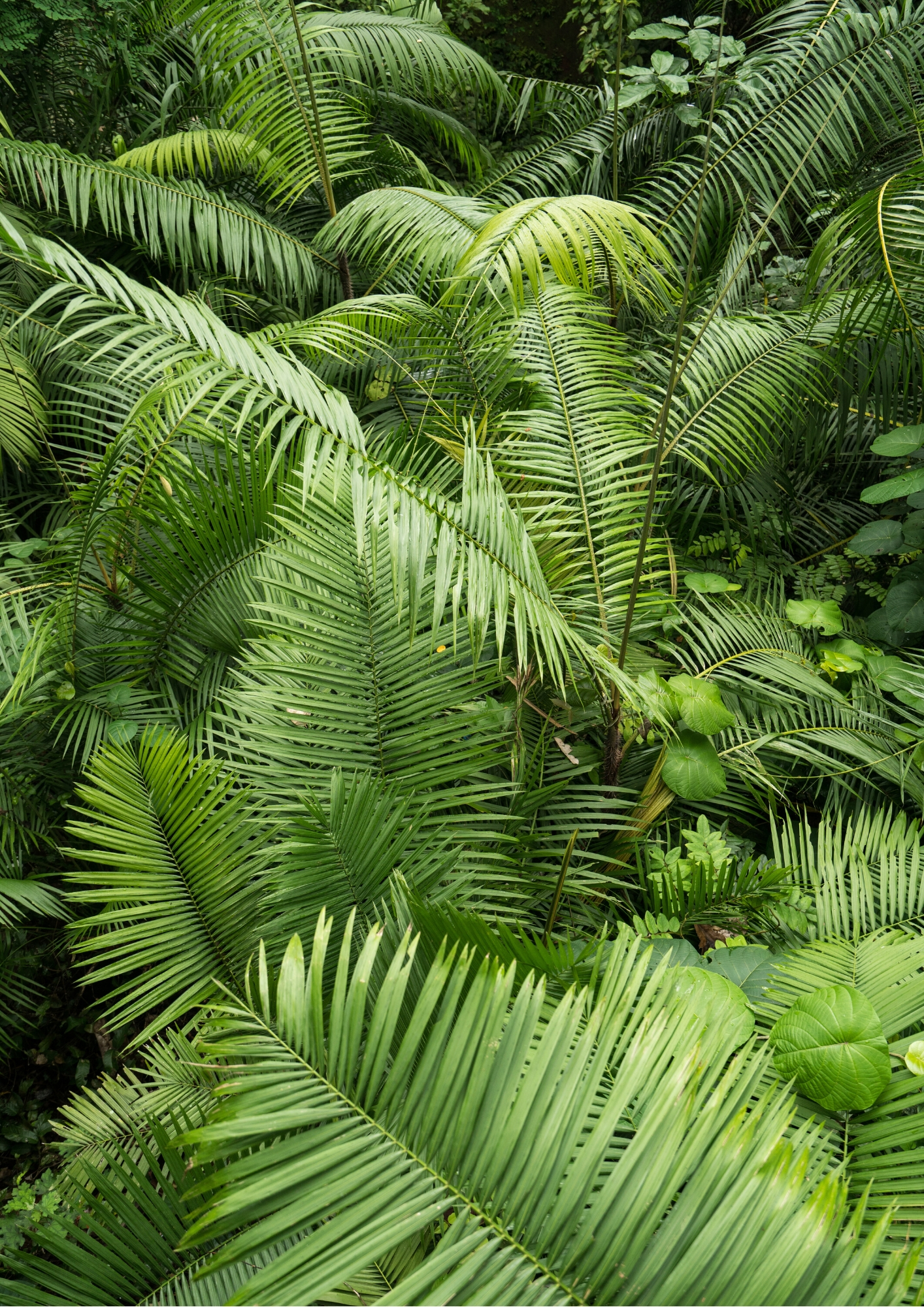 Green ferns rain forest