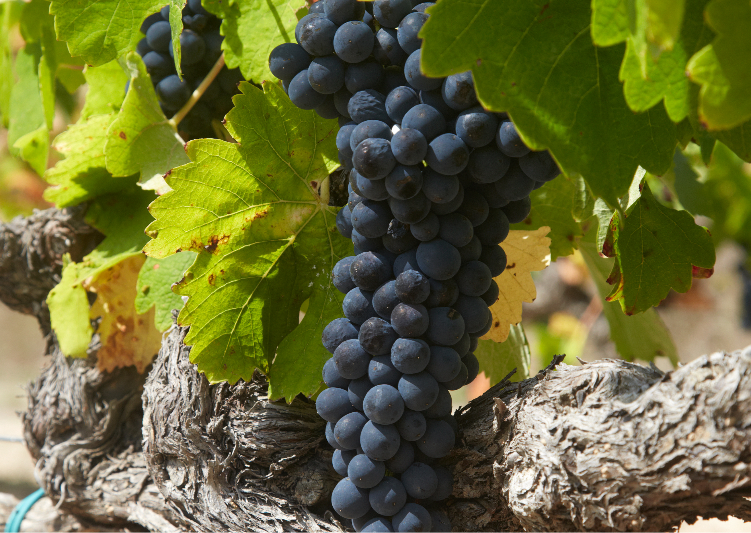 black grapes on a vine