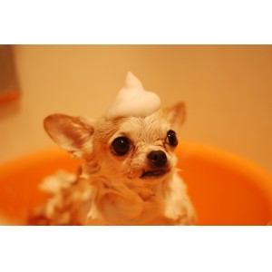 Dog with shampoo on his head